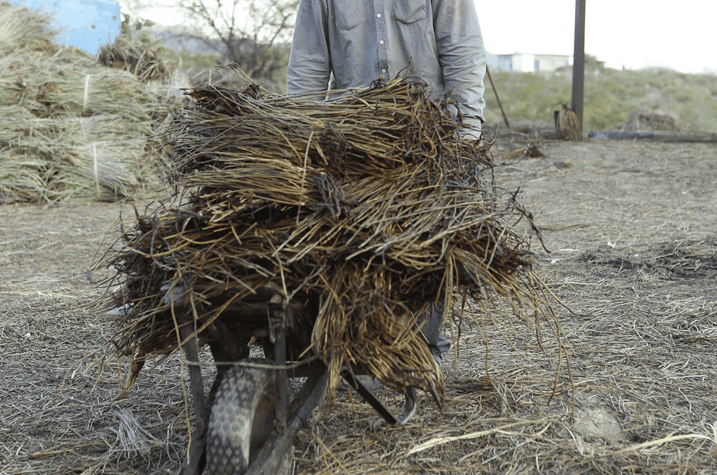 Candelilla Fiber