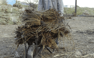 Fibra de Candelilla
